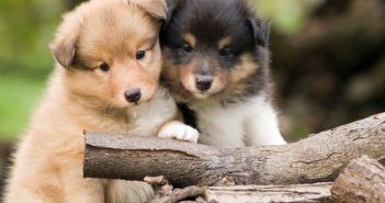 EU-Verordnung zur Kennzeichnung und Registrierung schützt Hunde und (Foto: AdobeStock - Swanlake - 12851425)