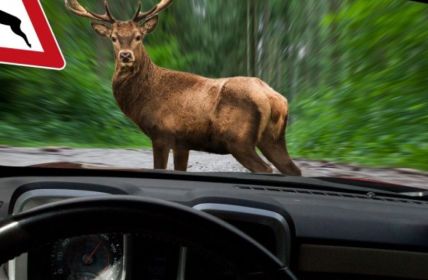 Frühlingswildwechsel erhöht Unfallrisiko auf Landstraßen und Waldwegen deutlich (Foto: AdobeStock - Biewer_Jürgen - 244715526)